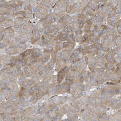 THNSL2 Antibody, Novus Biologicals 0.1mL; Unlabeled:Antibodies, Polyclonal